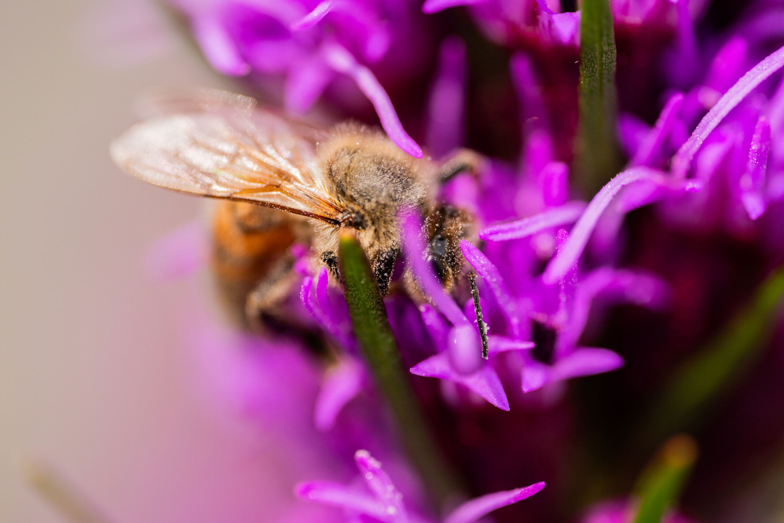Insekten
