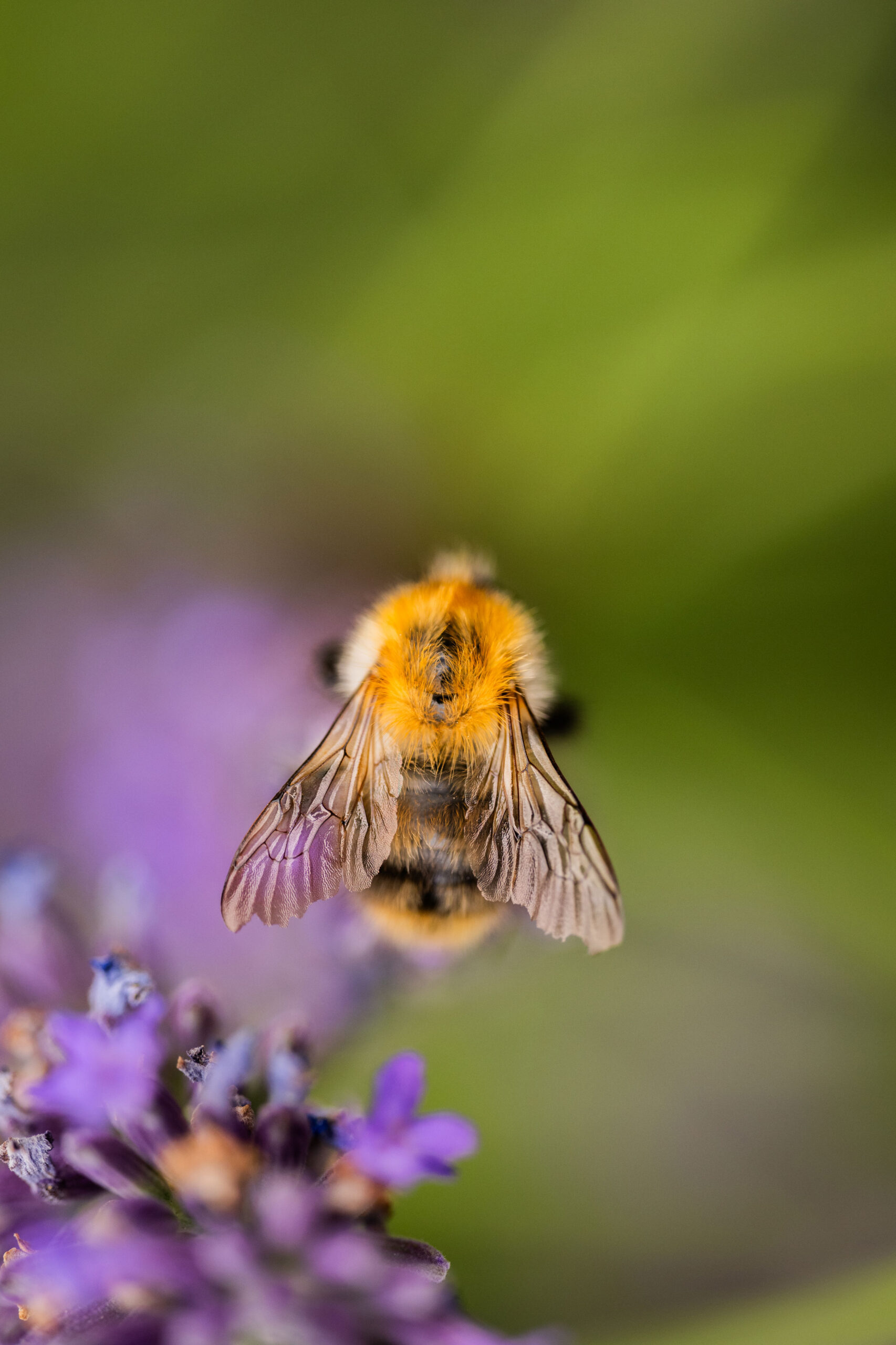Insekten