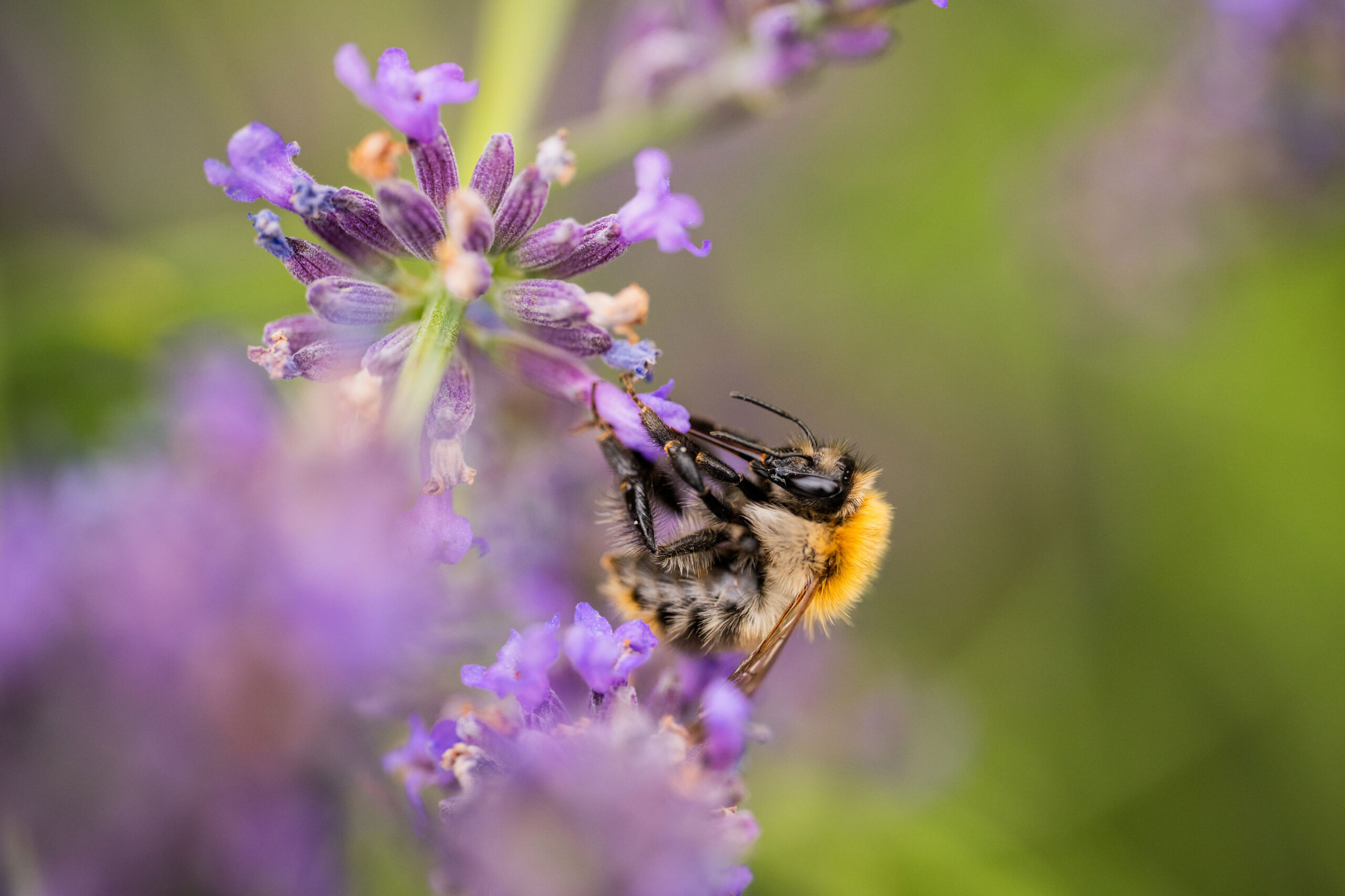 Insekten