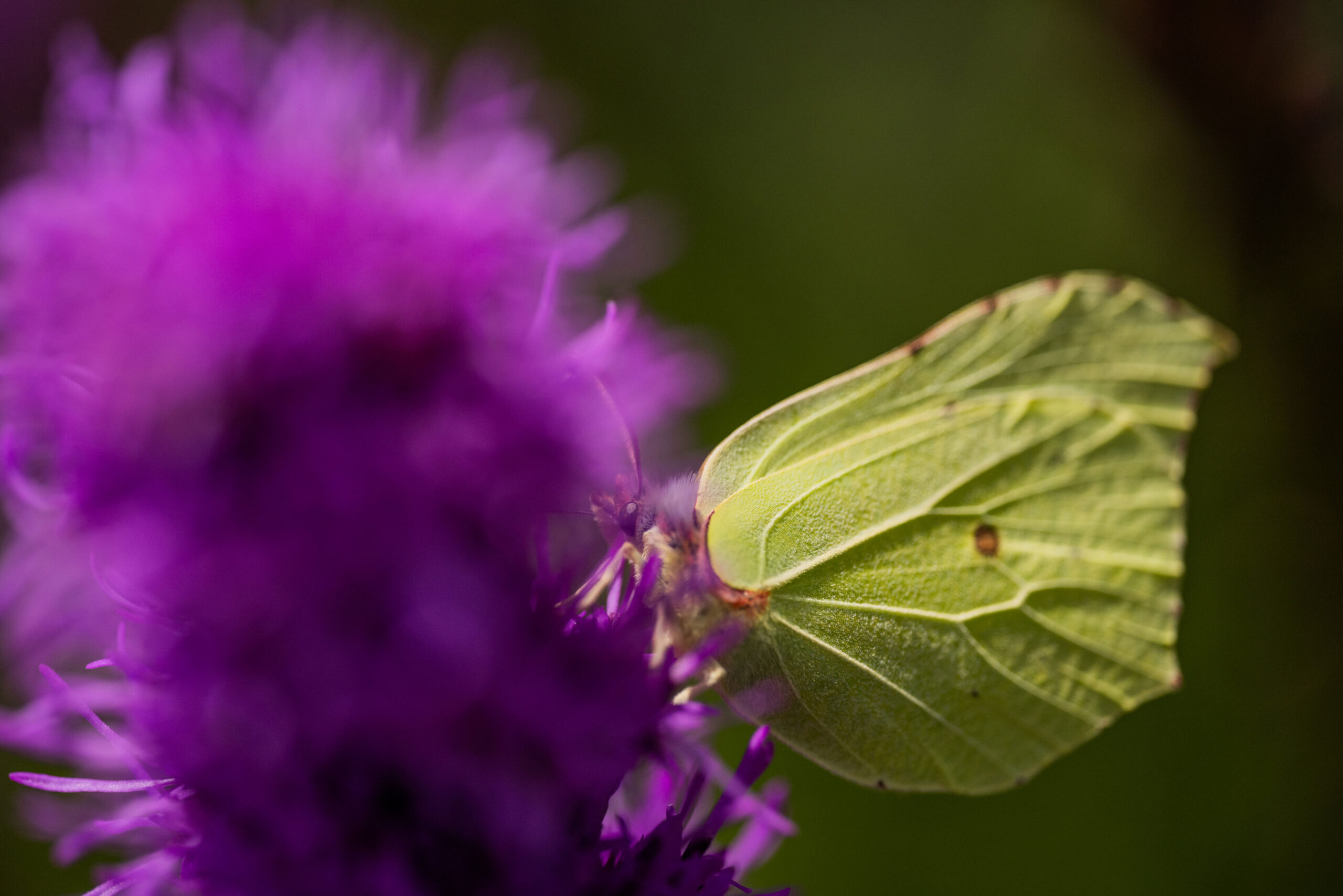 Insekten