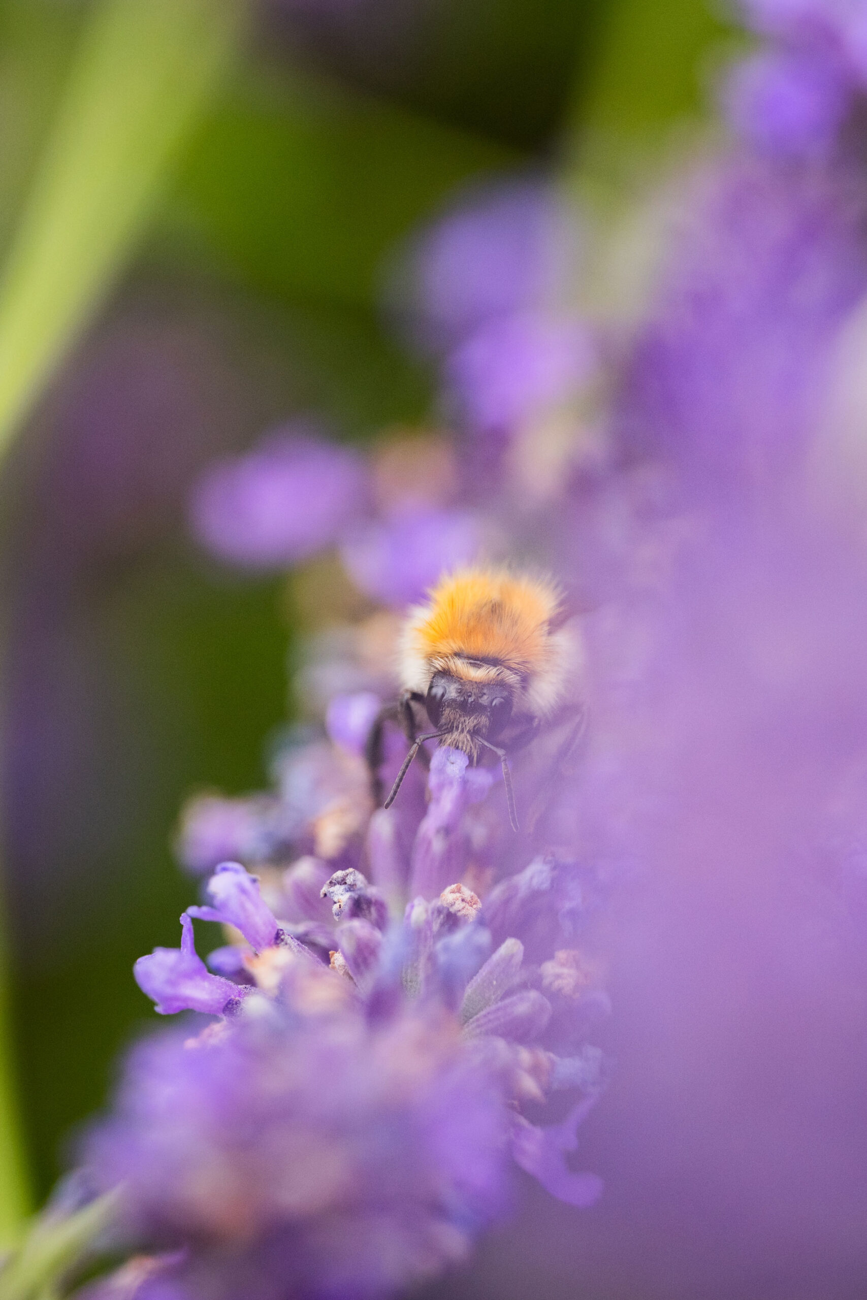 Insekten