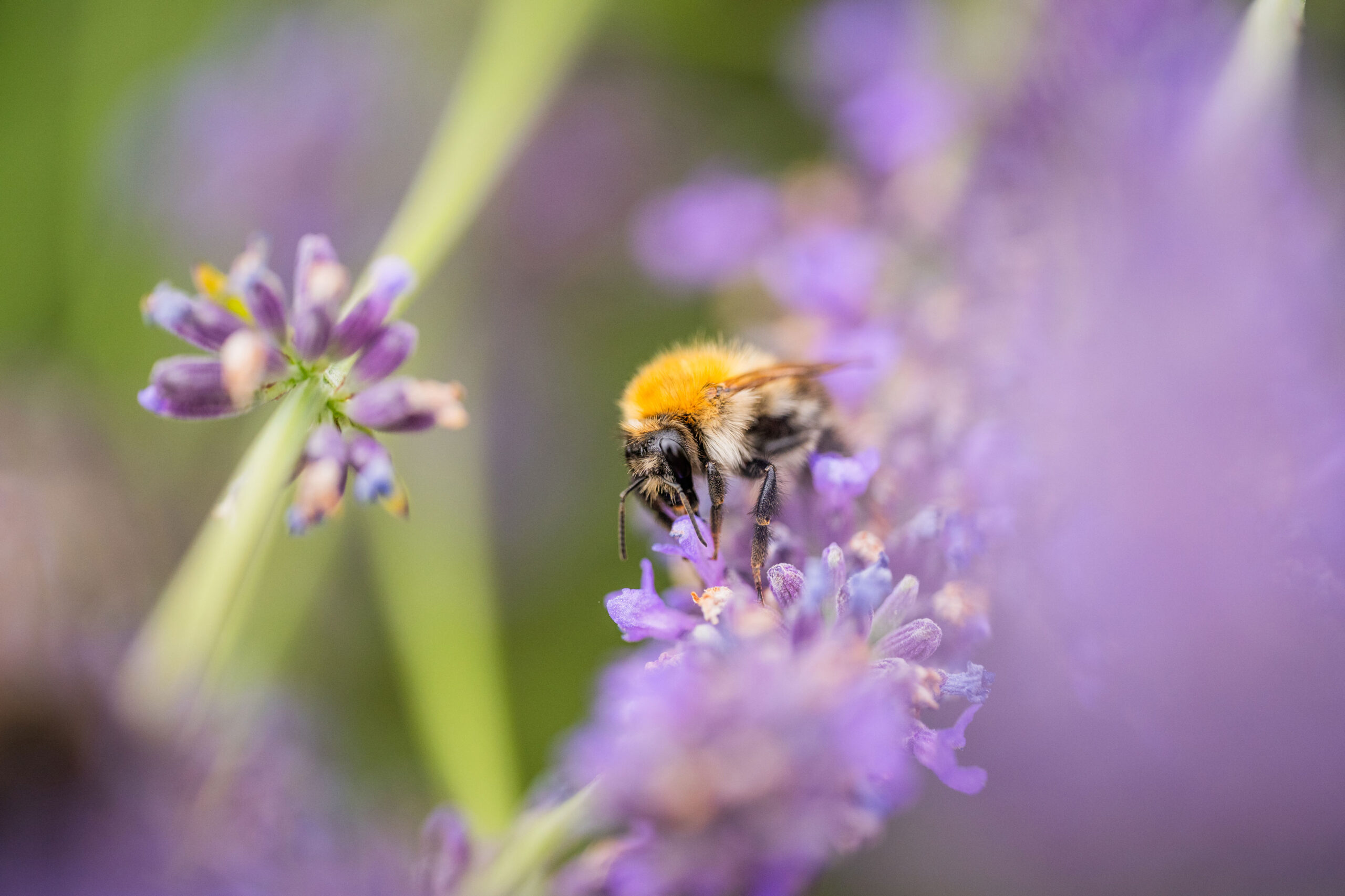 Insekten