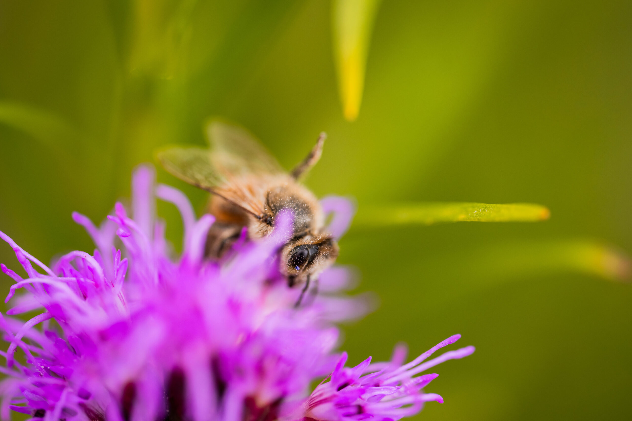 Insekten