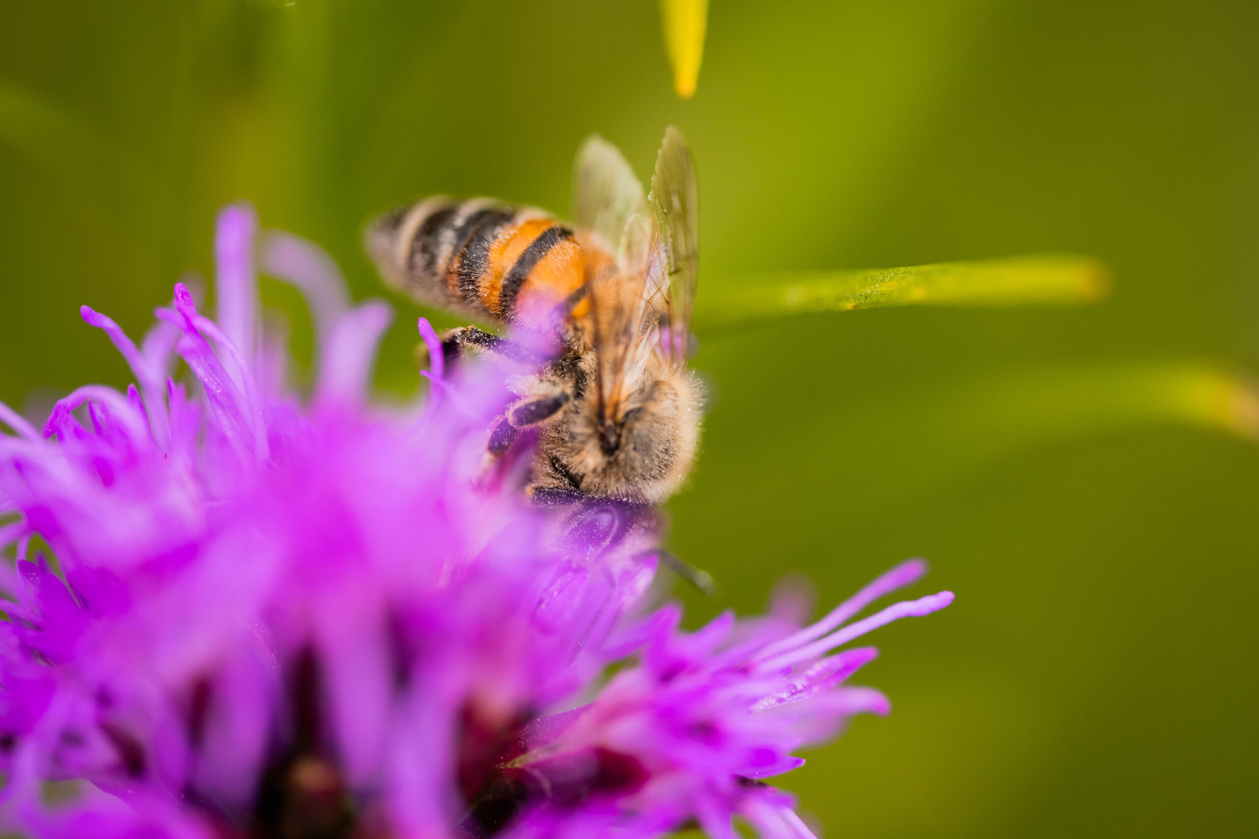 Insekten