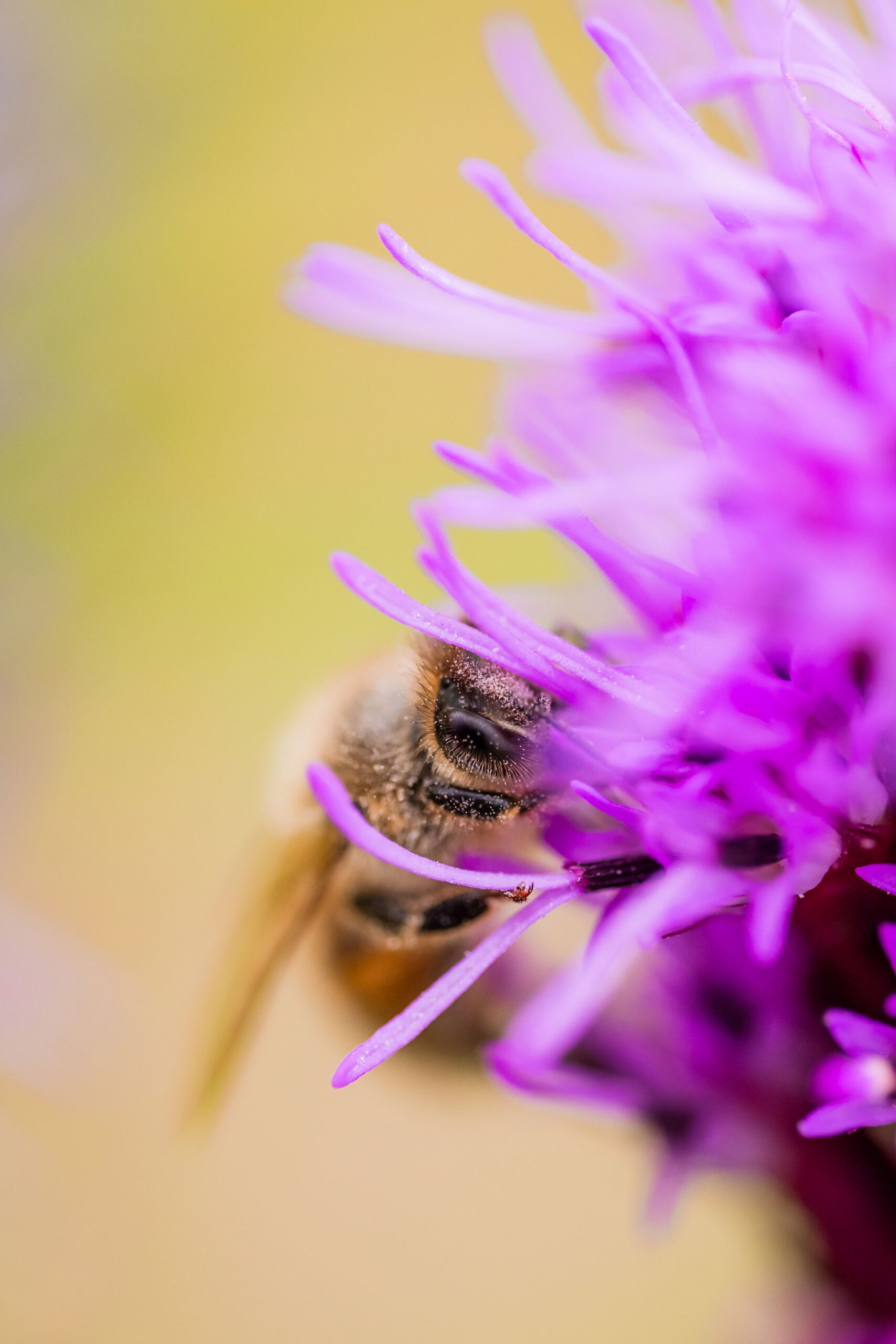 Insekten