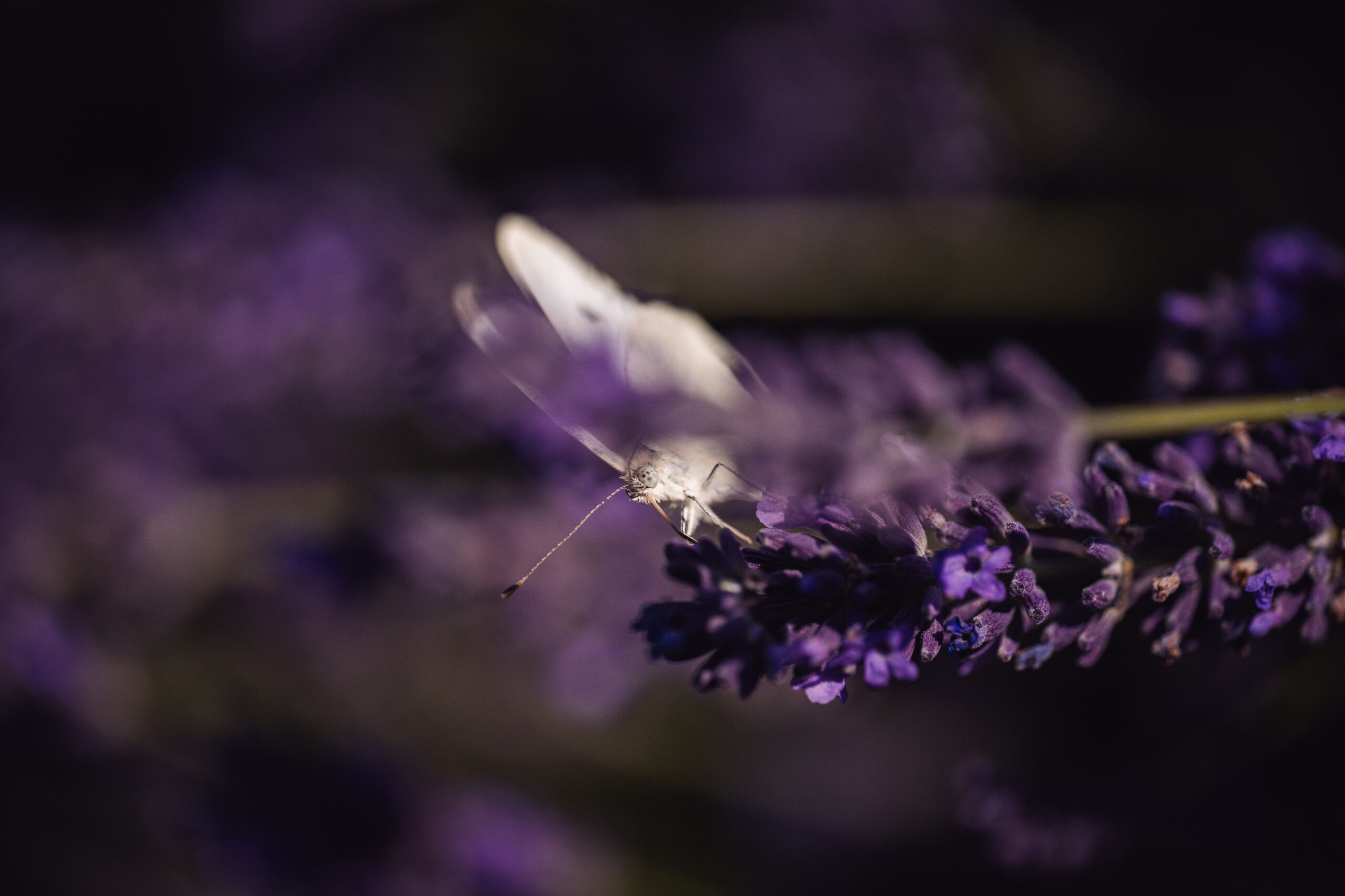 Insekten