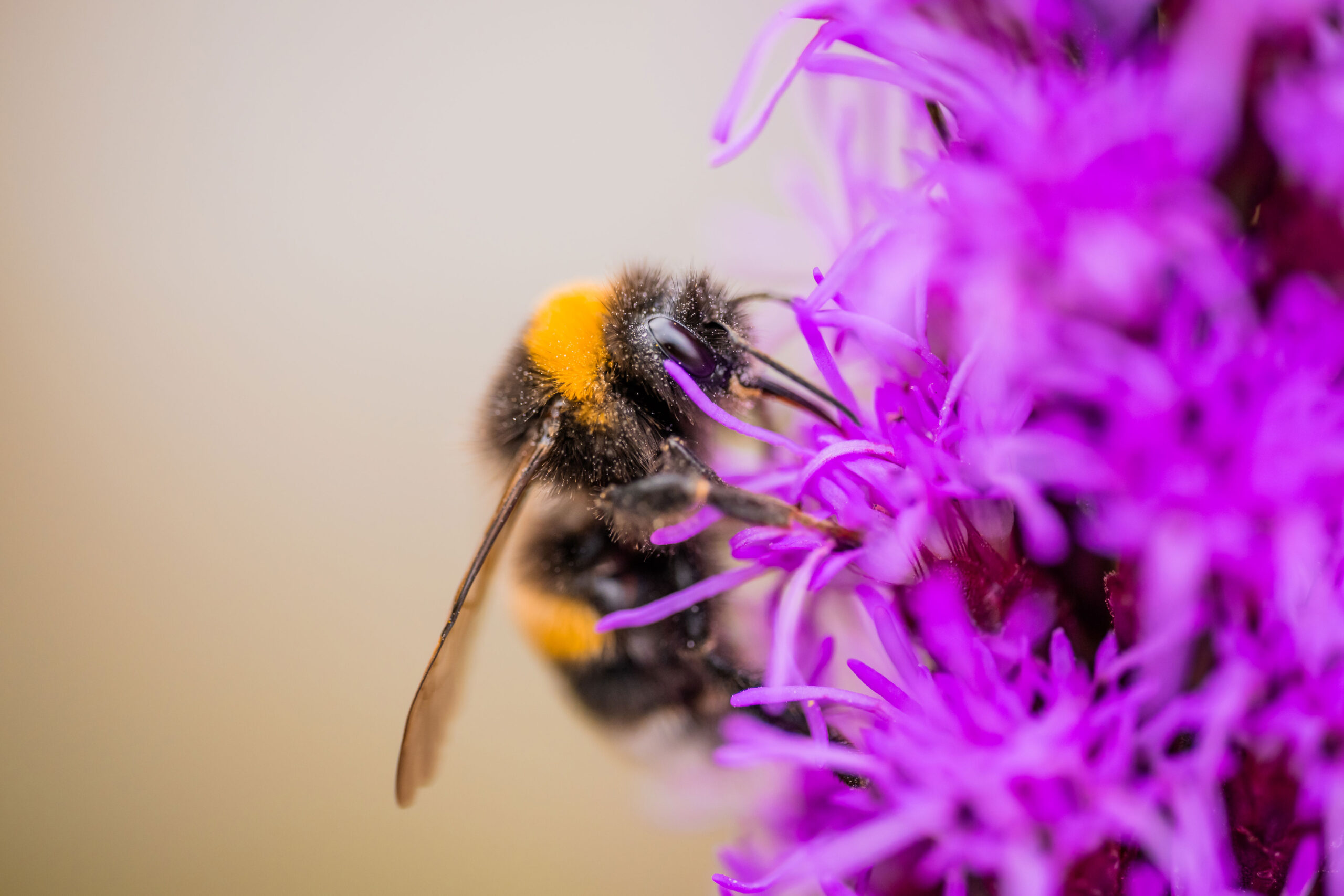 Insekten