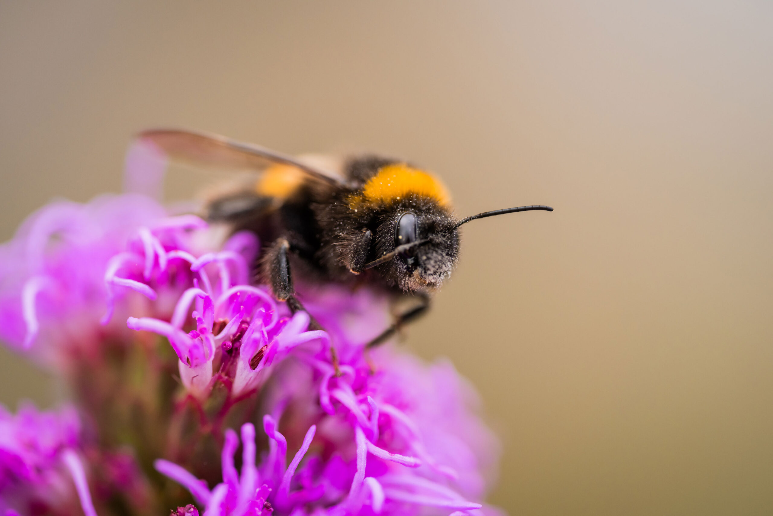 Insekten