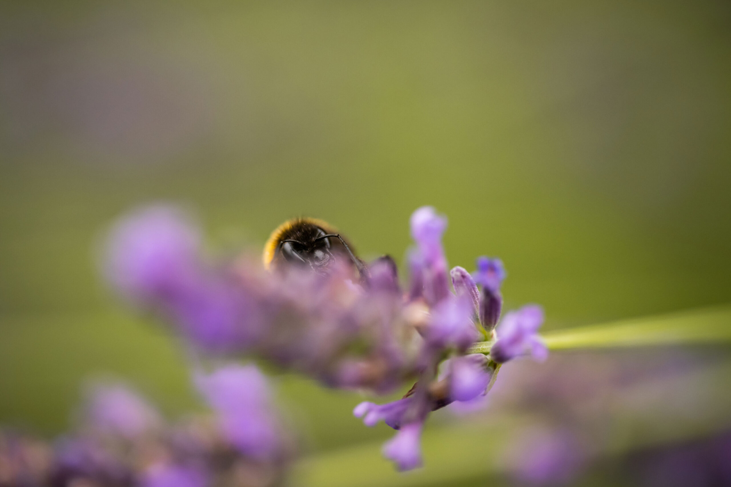 Insekten