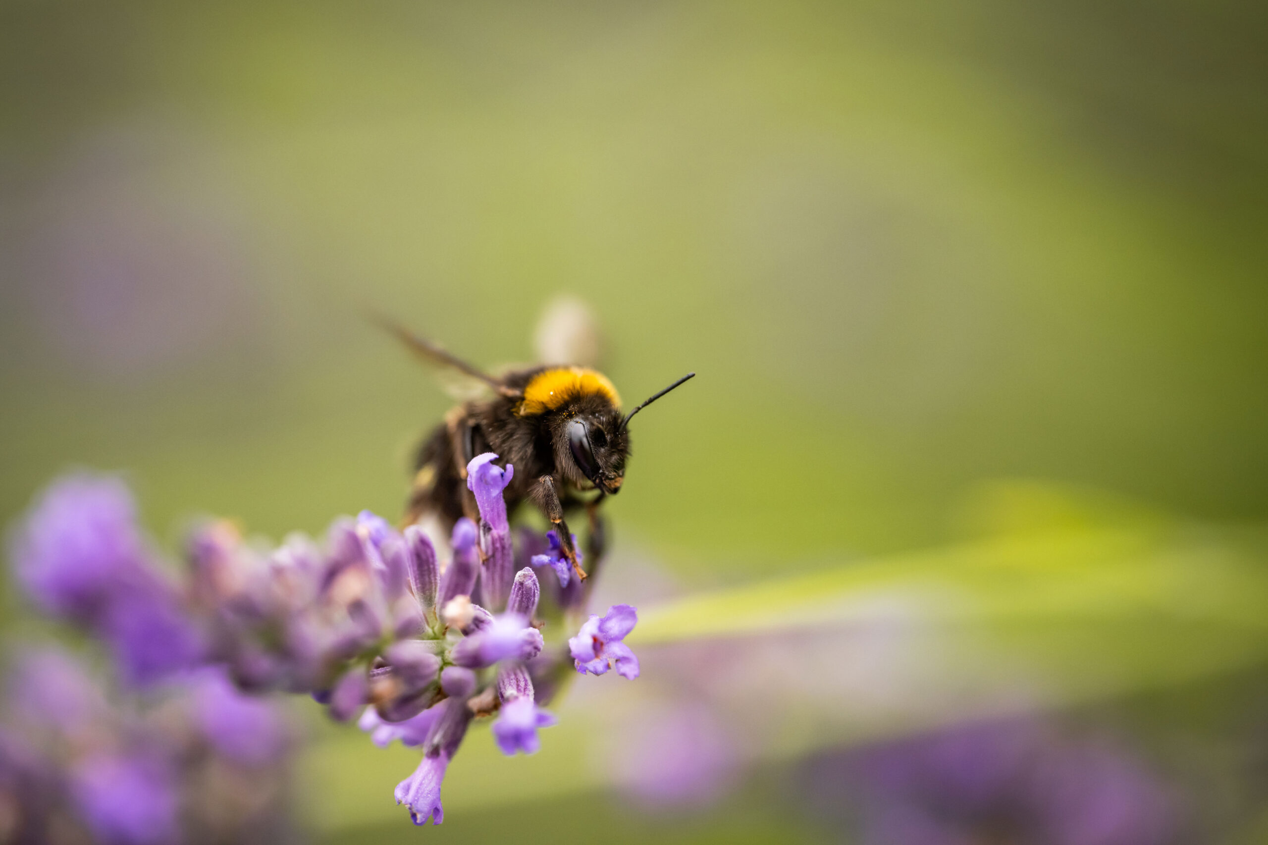 Insekten