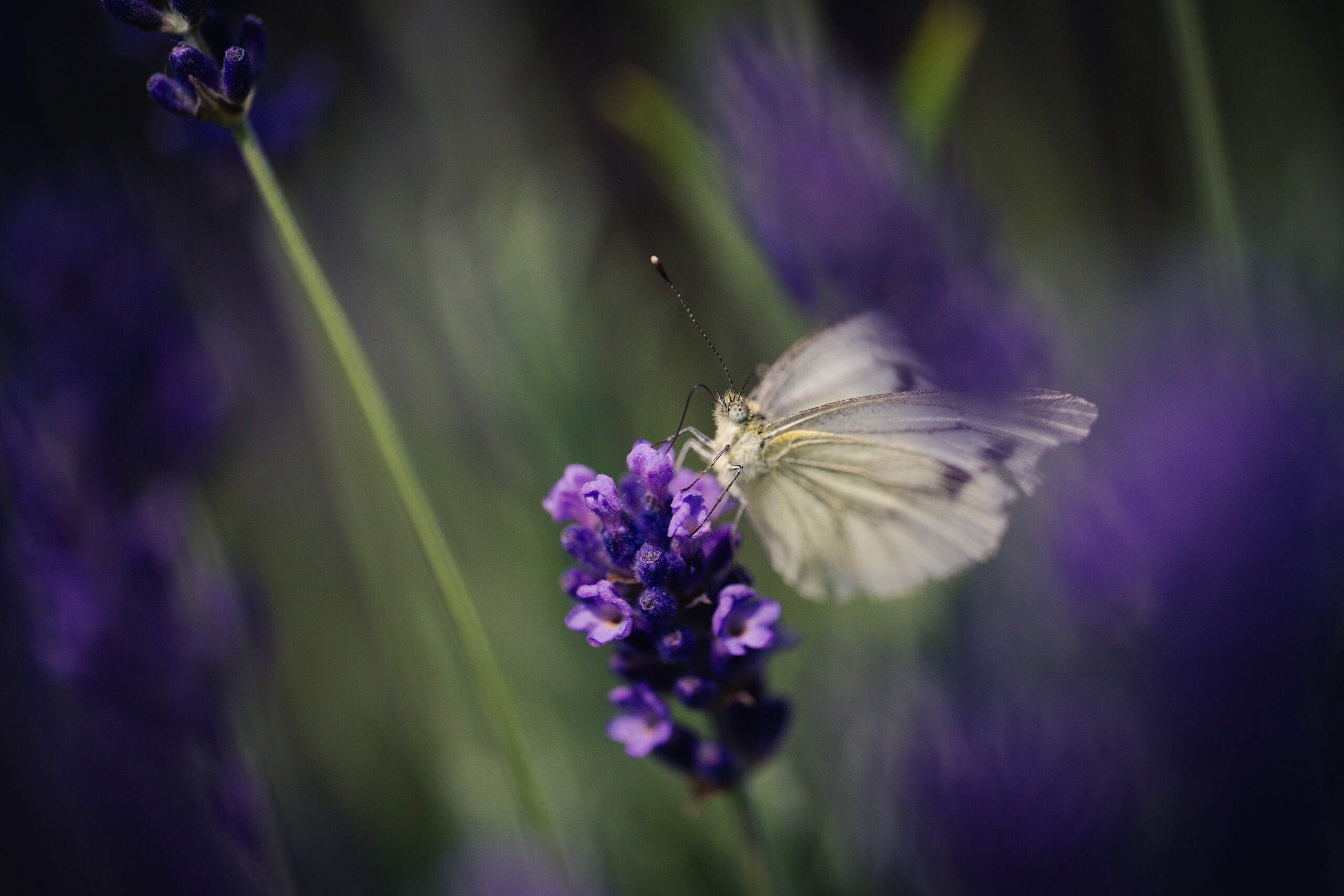 Insekten