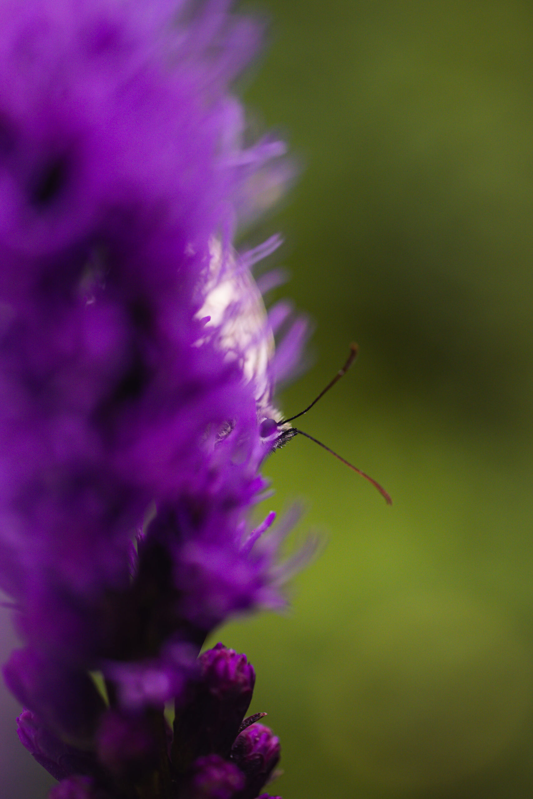 Insekten