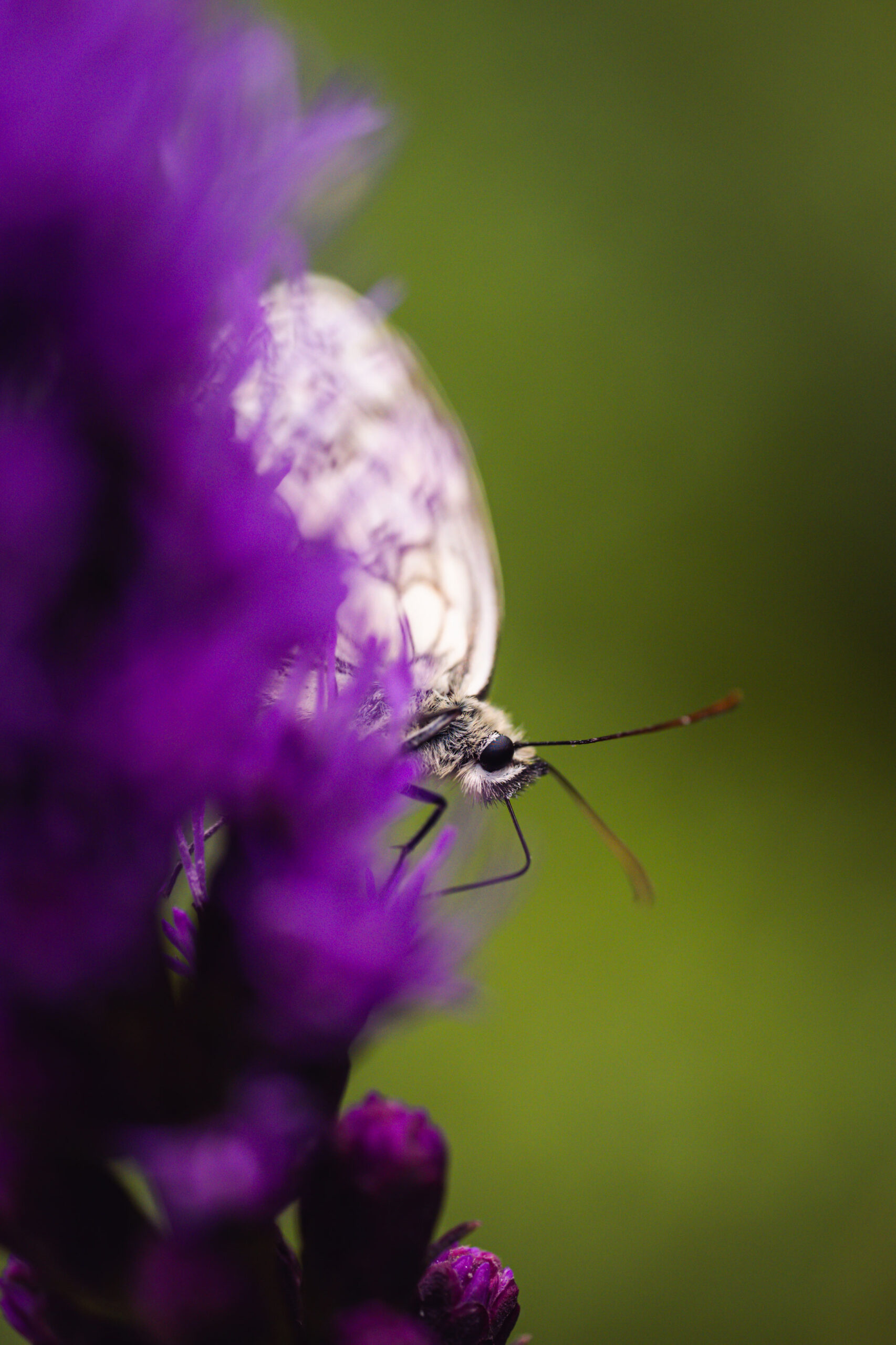 Insekten