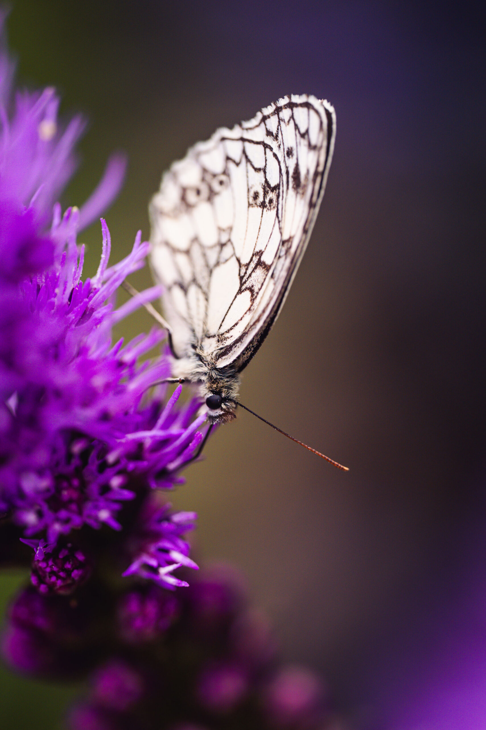 Insekten