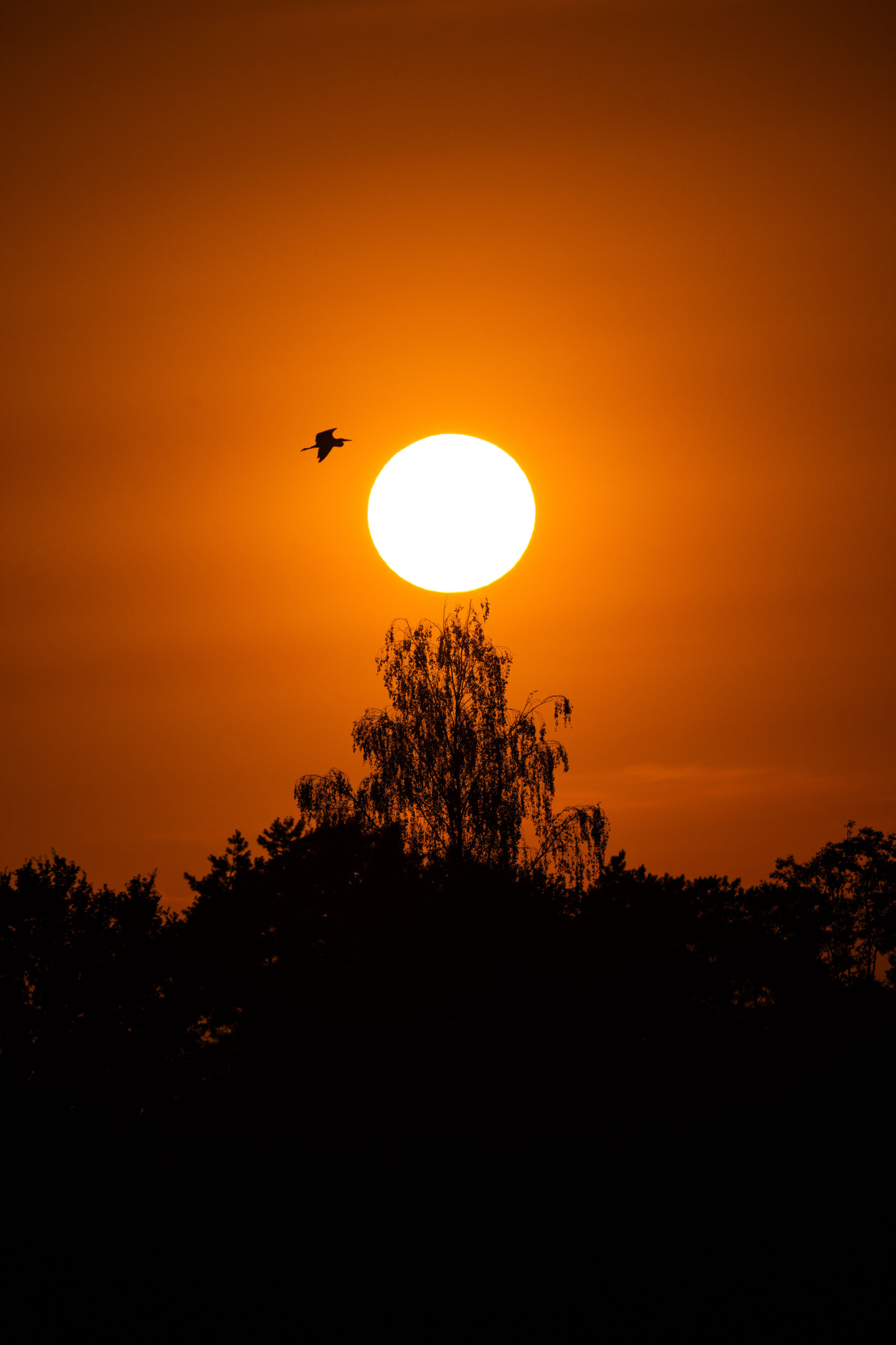 Sommeer
