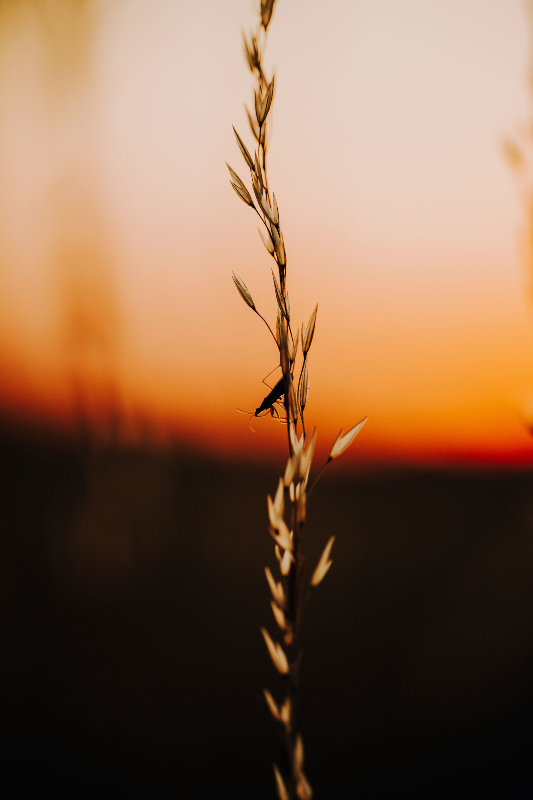 Sonnenuntergang