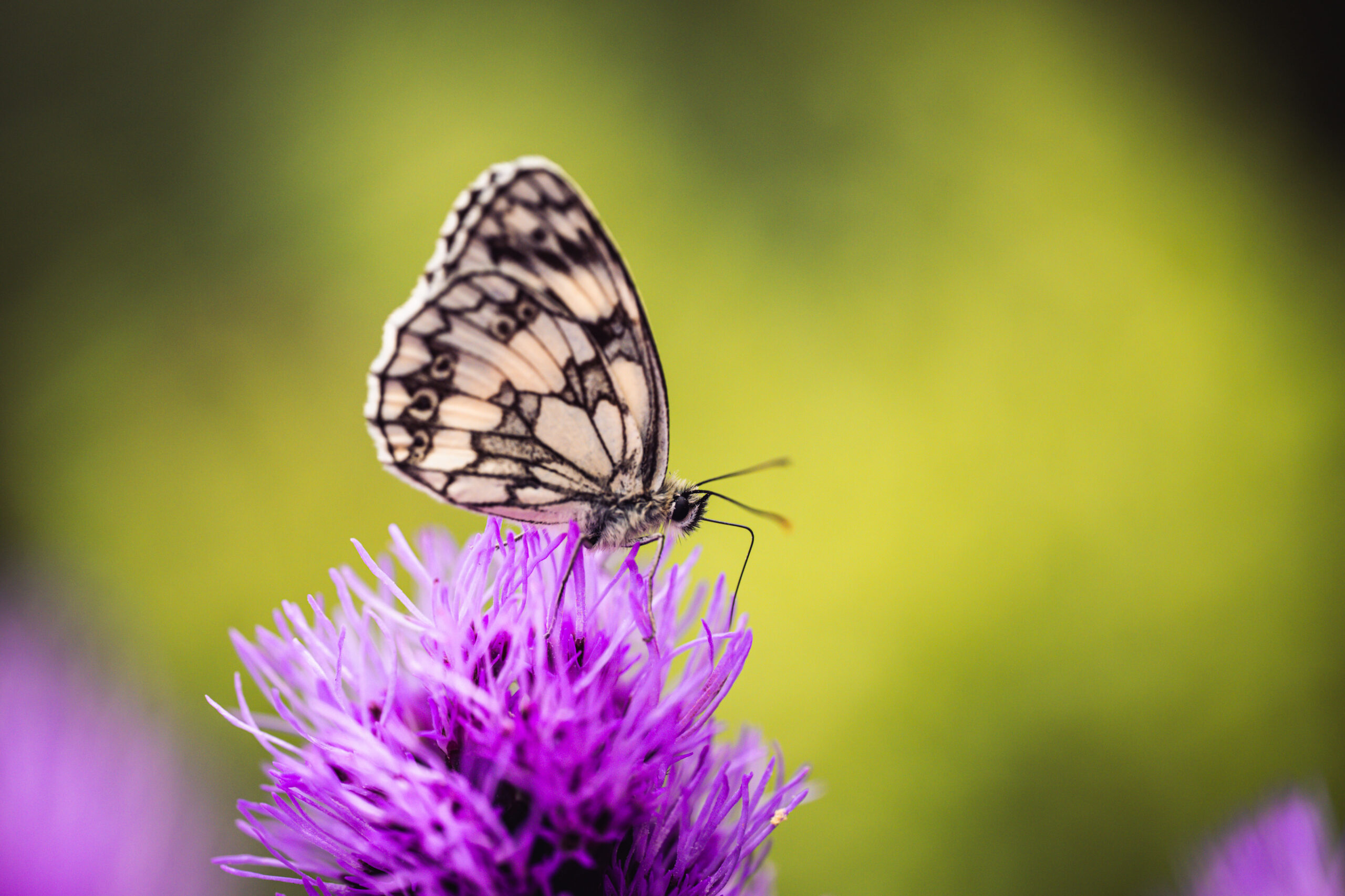 Insekten