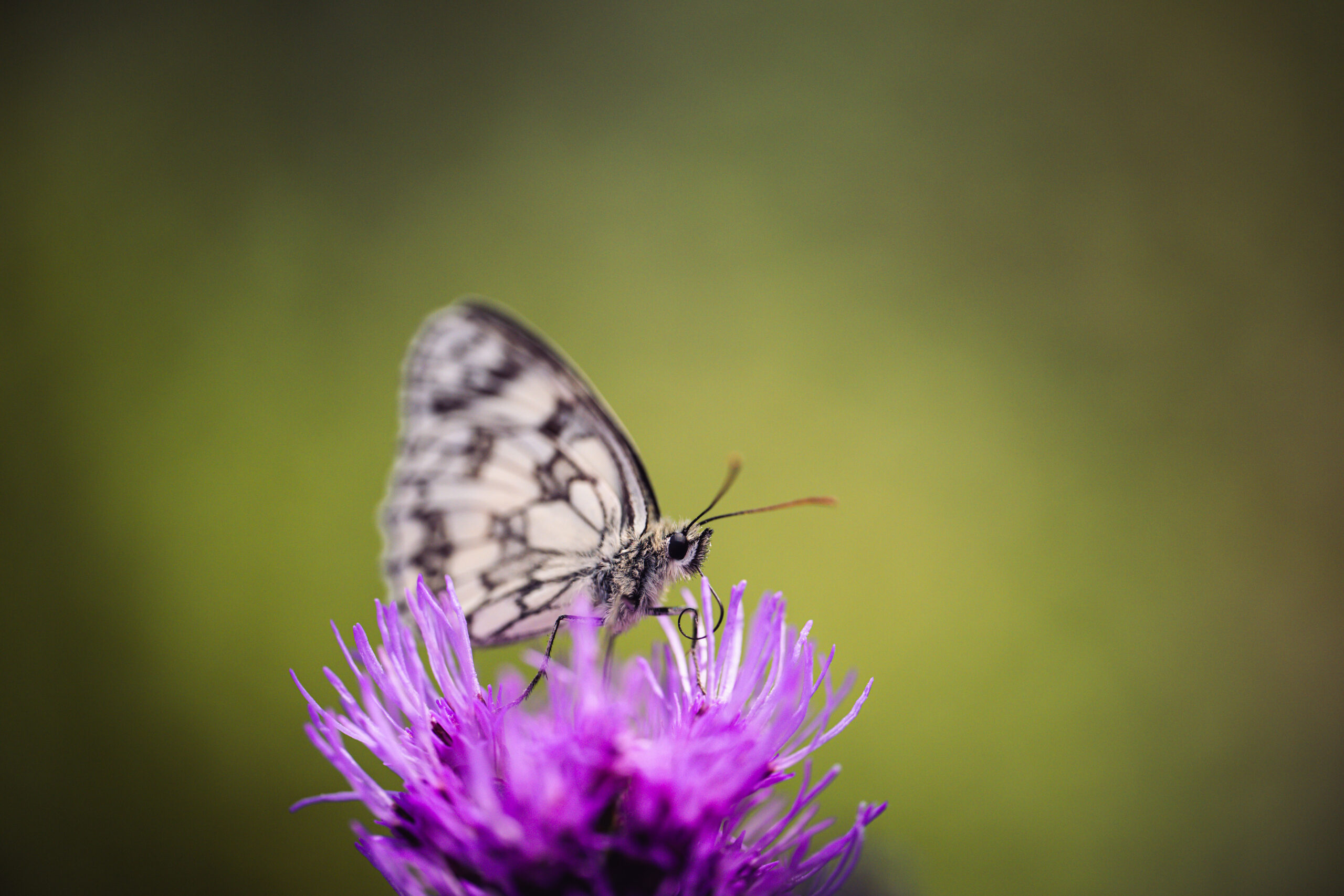 Insekten