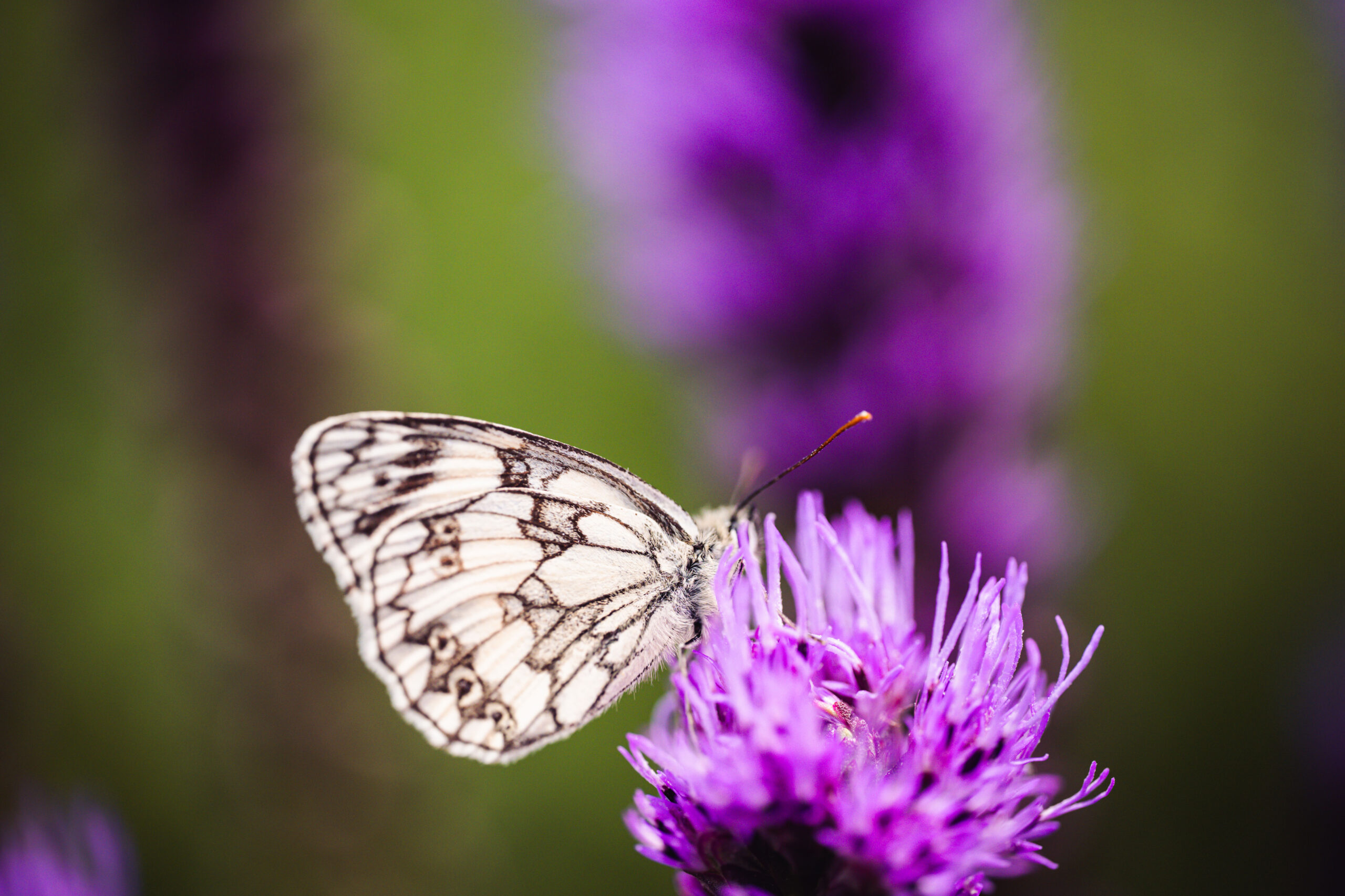 Insekten